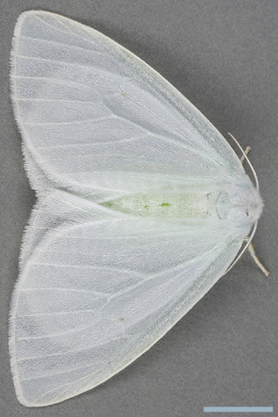 ヒメシロドクガ♀