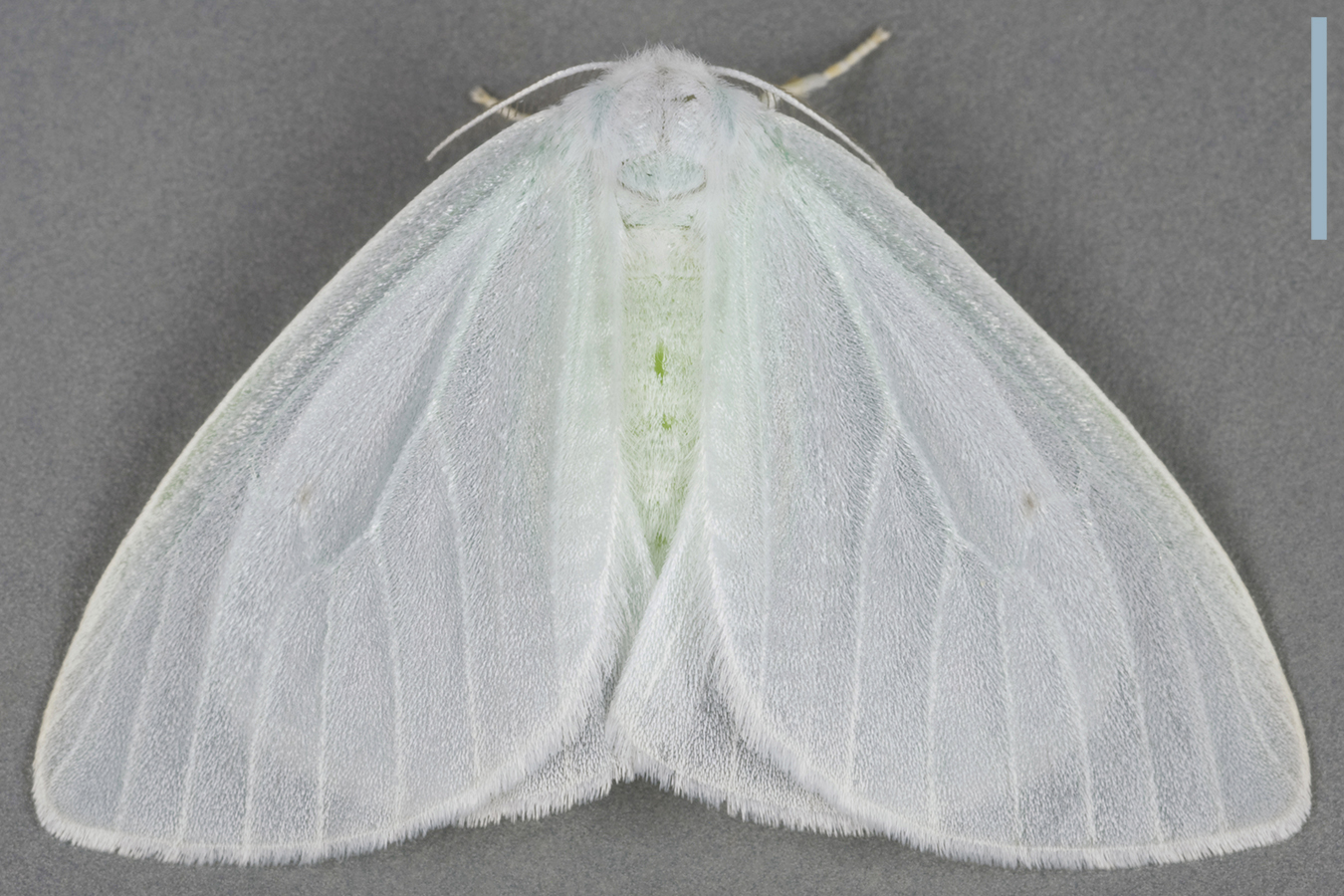 ヒメシロドクガ♀拡大図