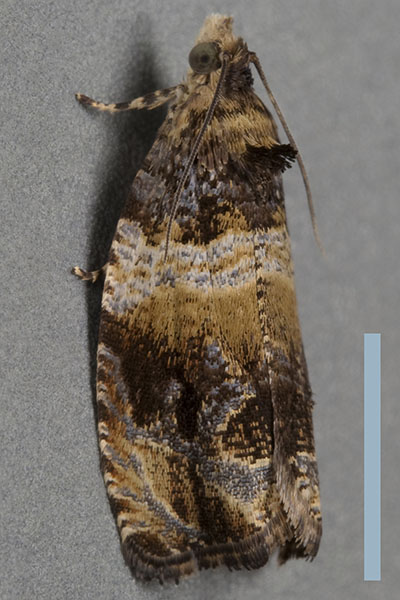 オオクリモンヒメハマキ♀
