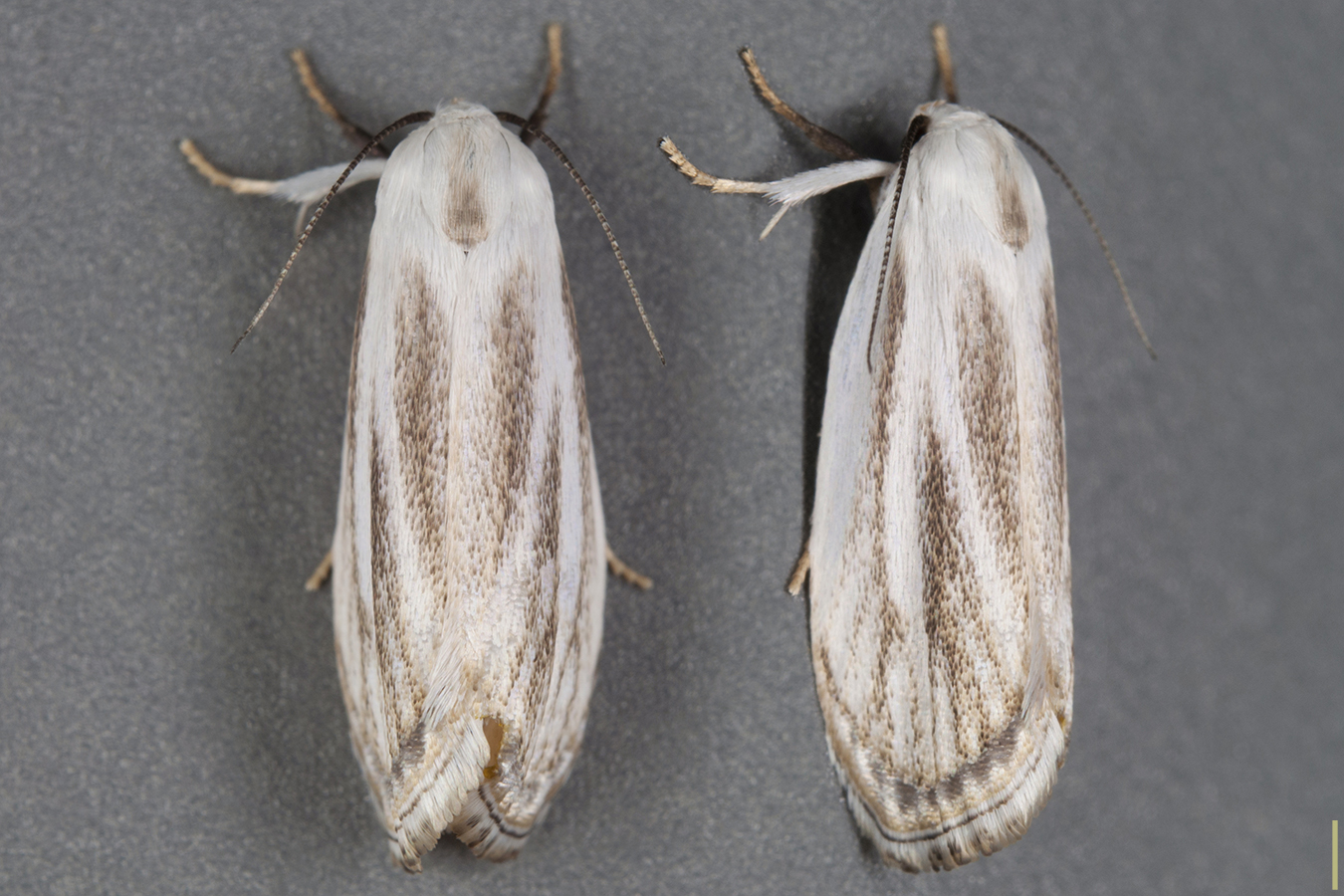ツガヒロバキバガ♀拡大図