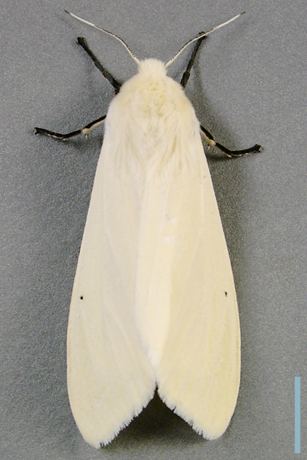 オビヒトリ♀拡大図