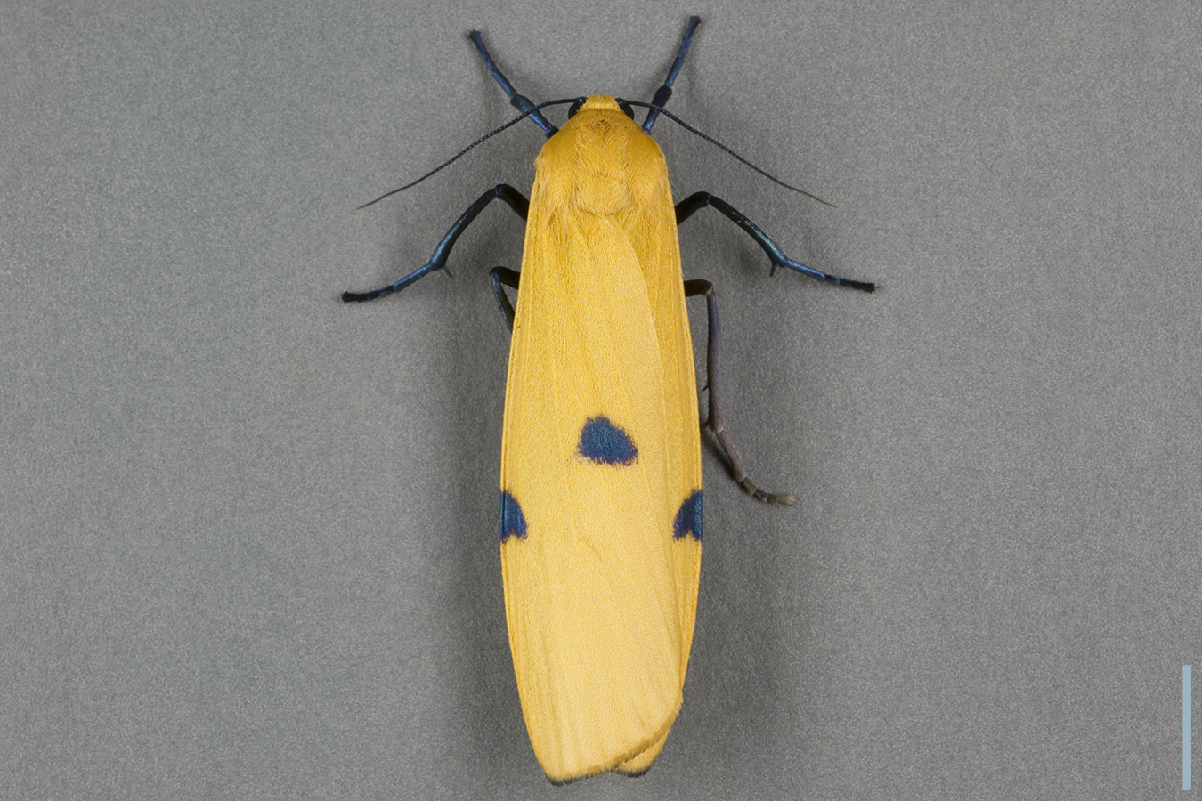 ヨツボシホソバ♀拡大図