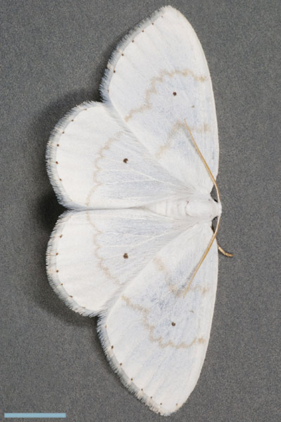 フタテンシロカギバ♀