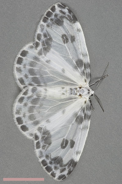 ホシベッコウカギバ♀