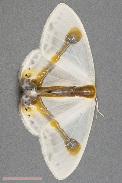 ウスギヌカギバ♀