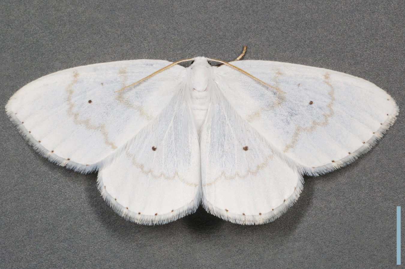 フタテンシロカギバ♀拡大図