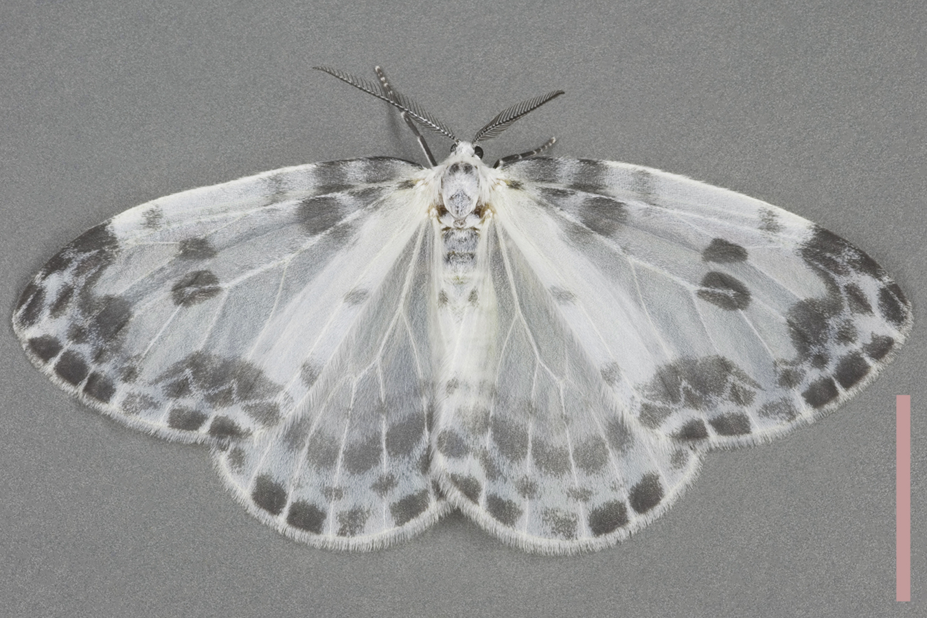 ホシベッコウカギバ♀拡大図