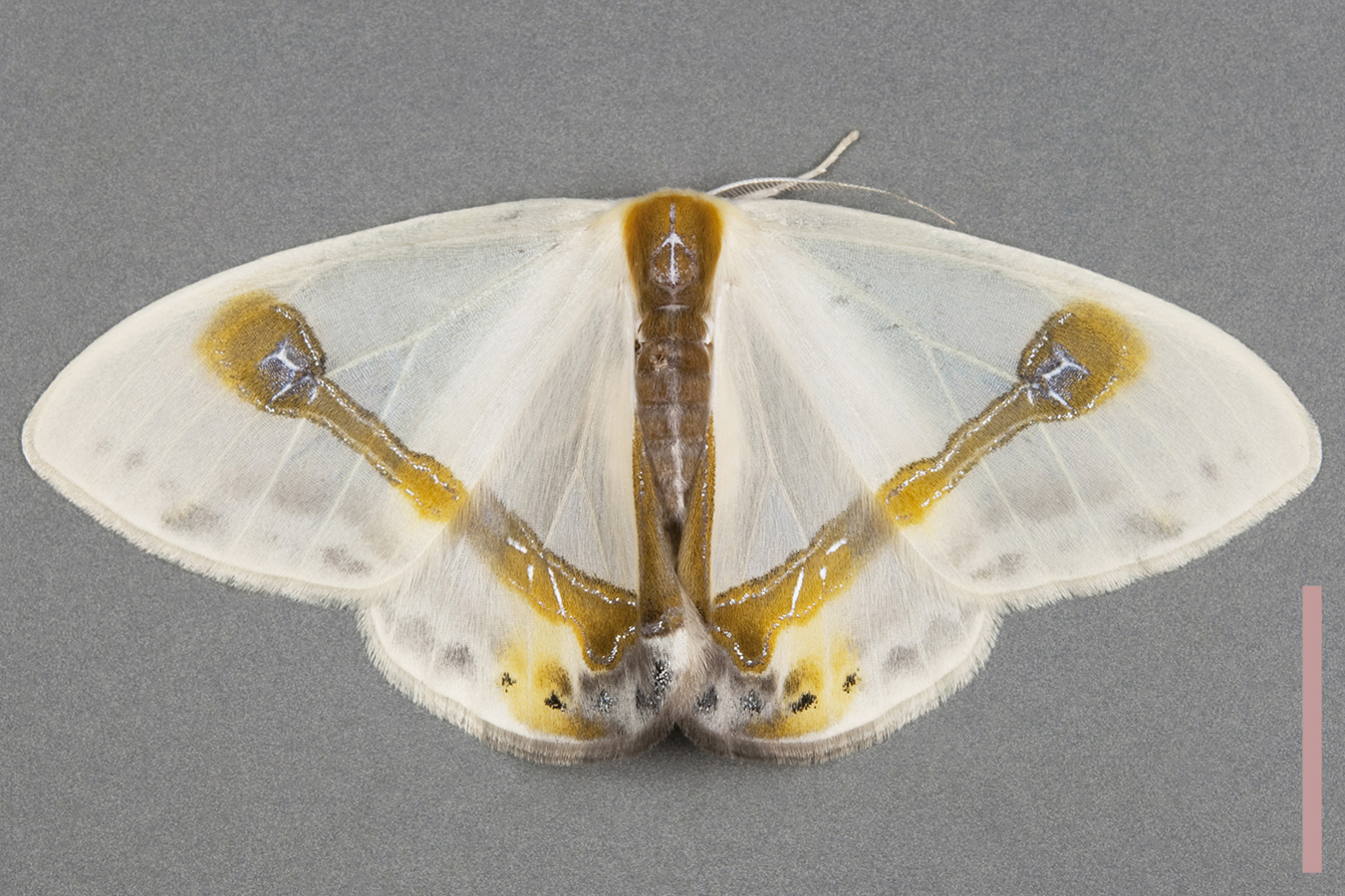 ウスギヌカギバ♀拡大図