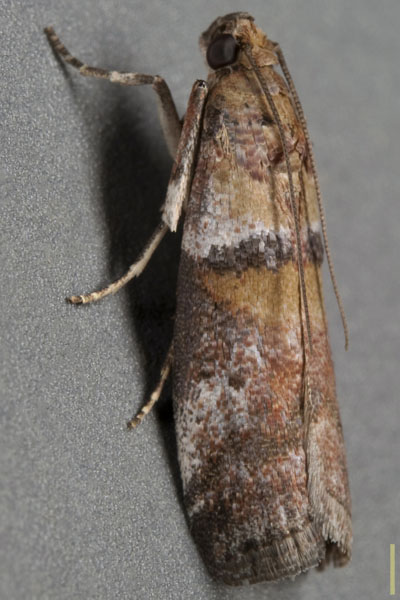 ホソアカオビマダラメイガ♀