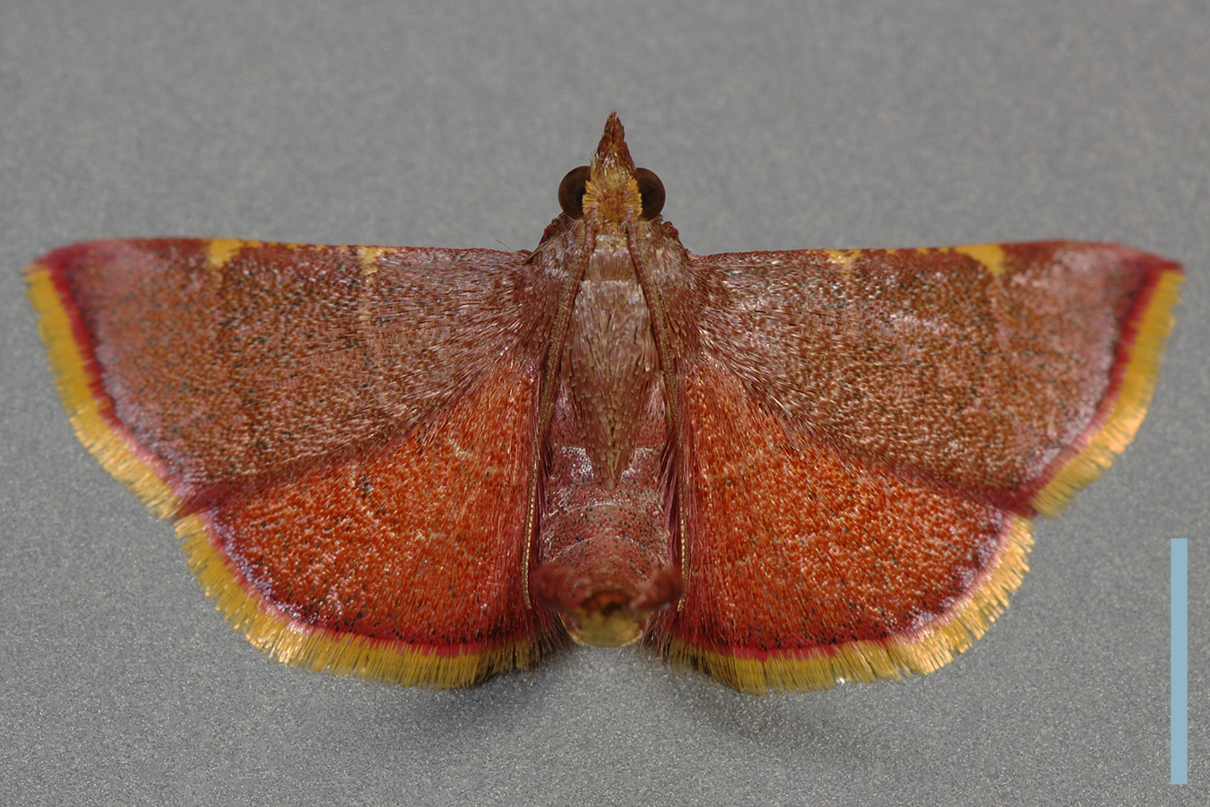 アカシマメイガ♂拡大図