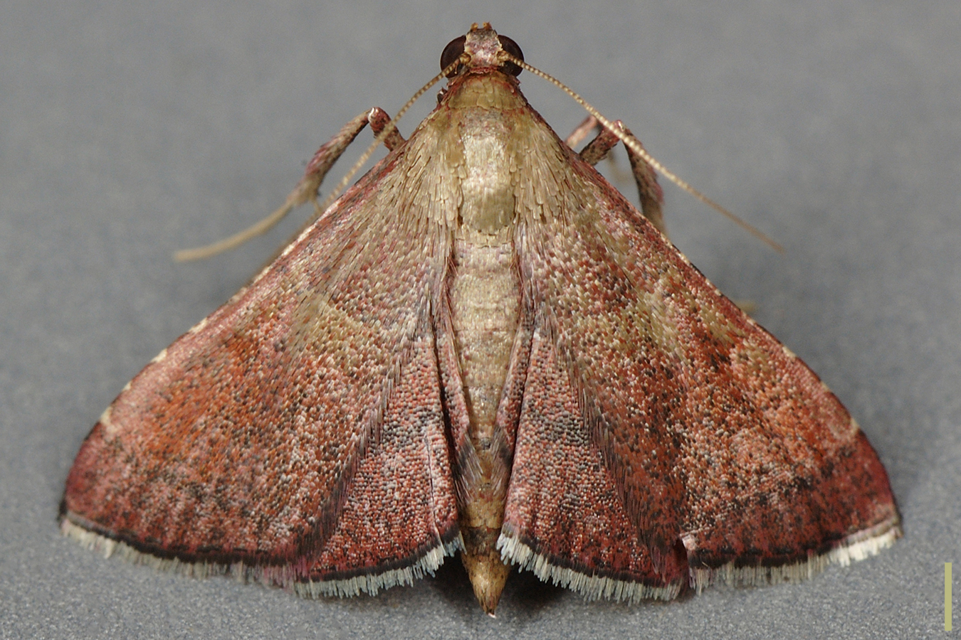 カバイロトガリメイガ♀拡大図