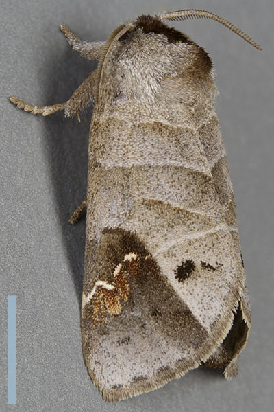 ツマアカシャチホコ♀横