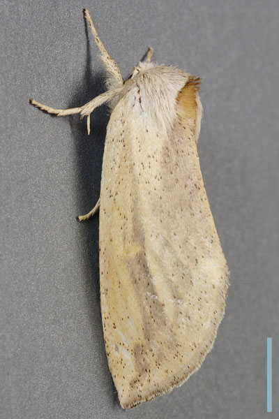 ウスキシャチホコ♀