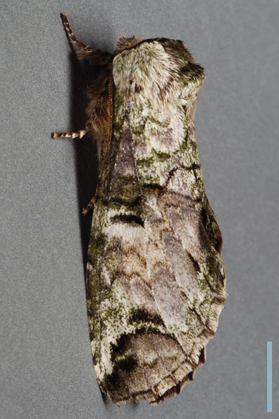 ユミモンシャチホコ♀