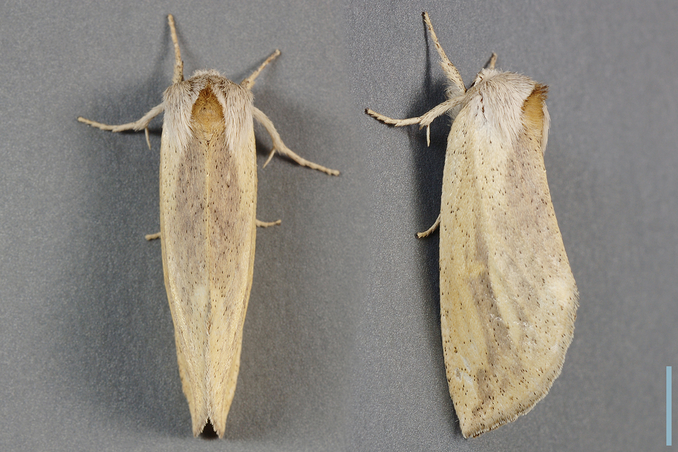 ウスキシャチホコ♀拡大図