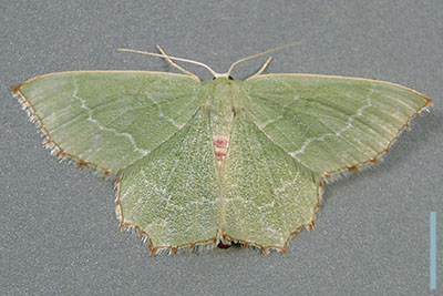 アカアシアオシャク♀