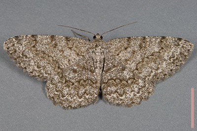 アキバエダシャク♀