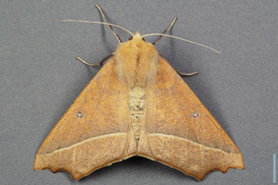 エグリヅマエダシャク♀
