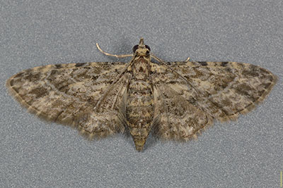 ホソバチビナミシャク♀