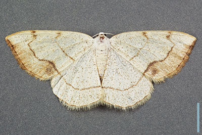 クロズウスキエダシャク♀