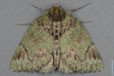ウスアオシャク♀