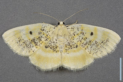 ウスオビヒメエダシャク♀