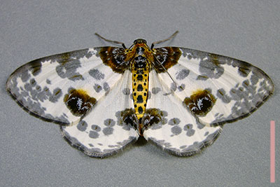 ユウマダラエダシャク♀