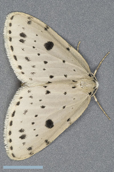ゴマダラシロナミシャク♀