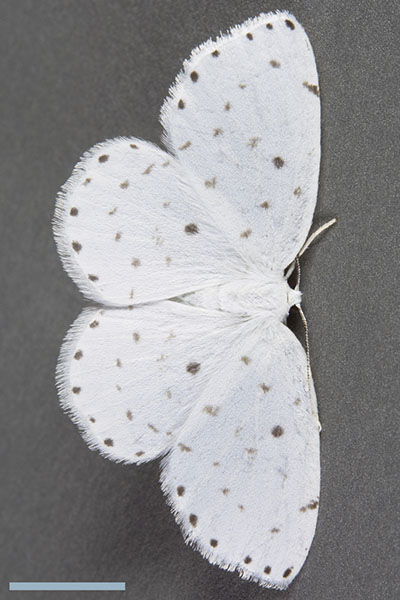 ホシスジシロエダシャク♀