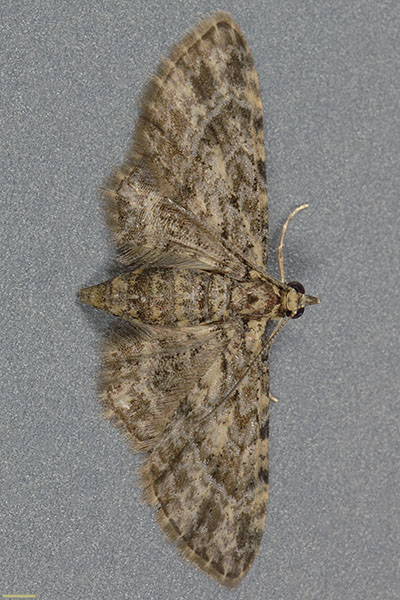 ホソバチビナミシャク♀