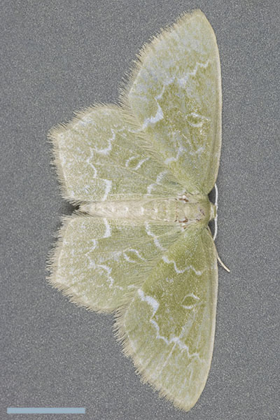 マルモンヒメアオシャク♀