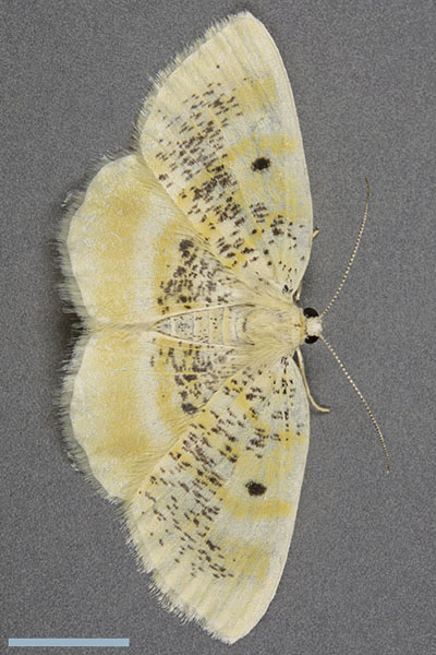 ウスオビヒメエダシャク♀