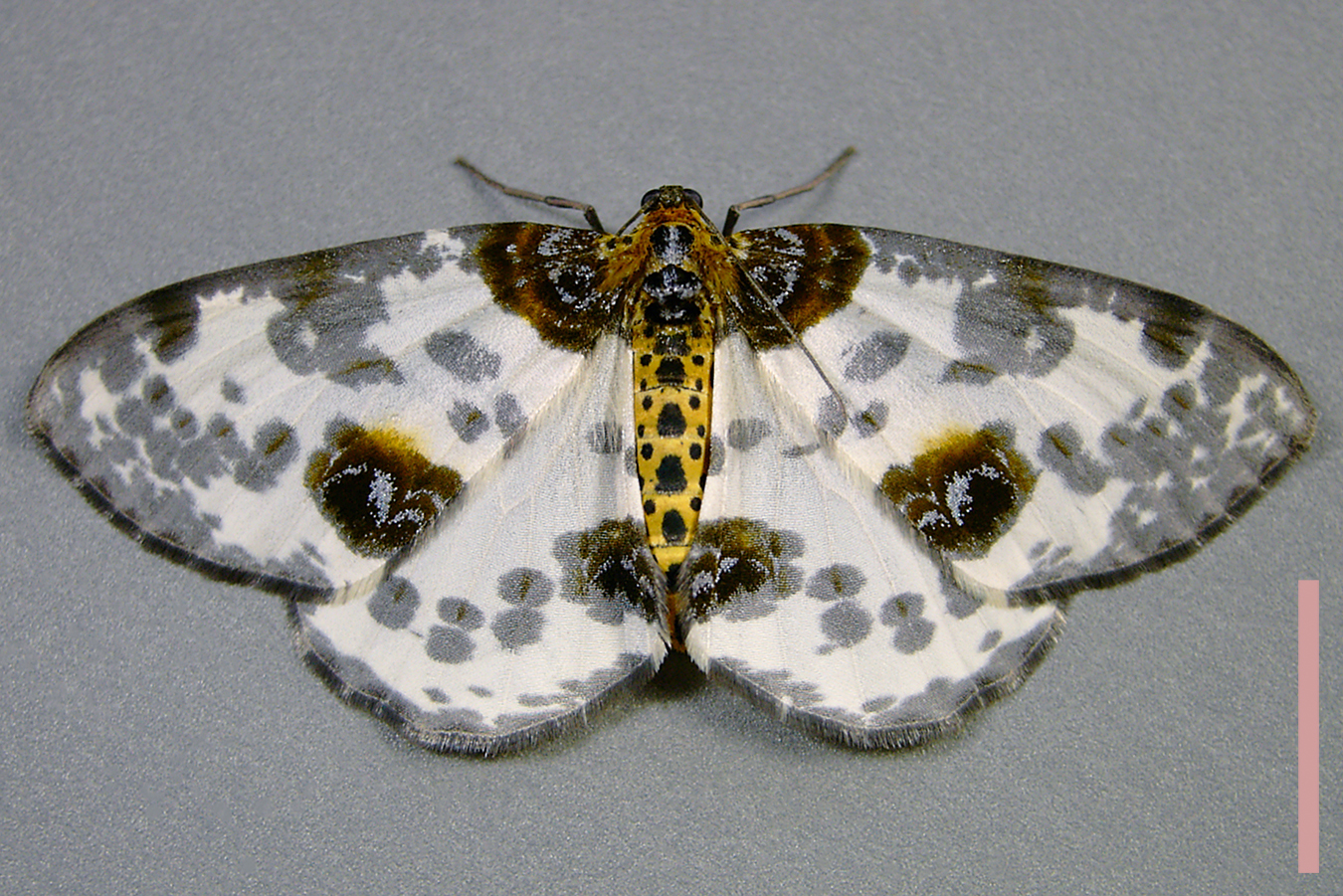 ユウマダラエダシャク♀拡大図