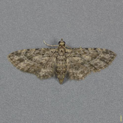ホソバチビナミシャク♀