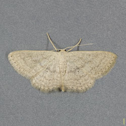 ナミスジチビヒメシャク♀