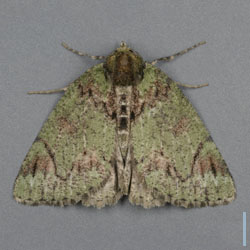 ウスアオシャク♀
