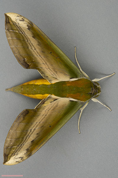 キイロスズメ♀