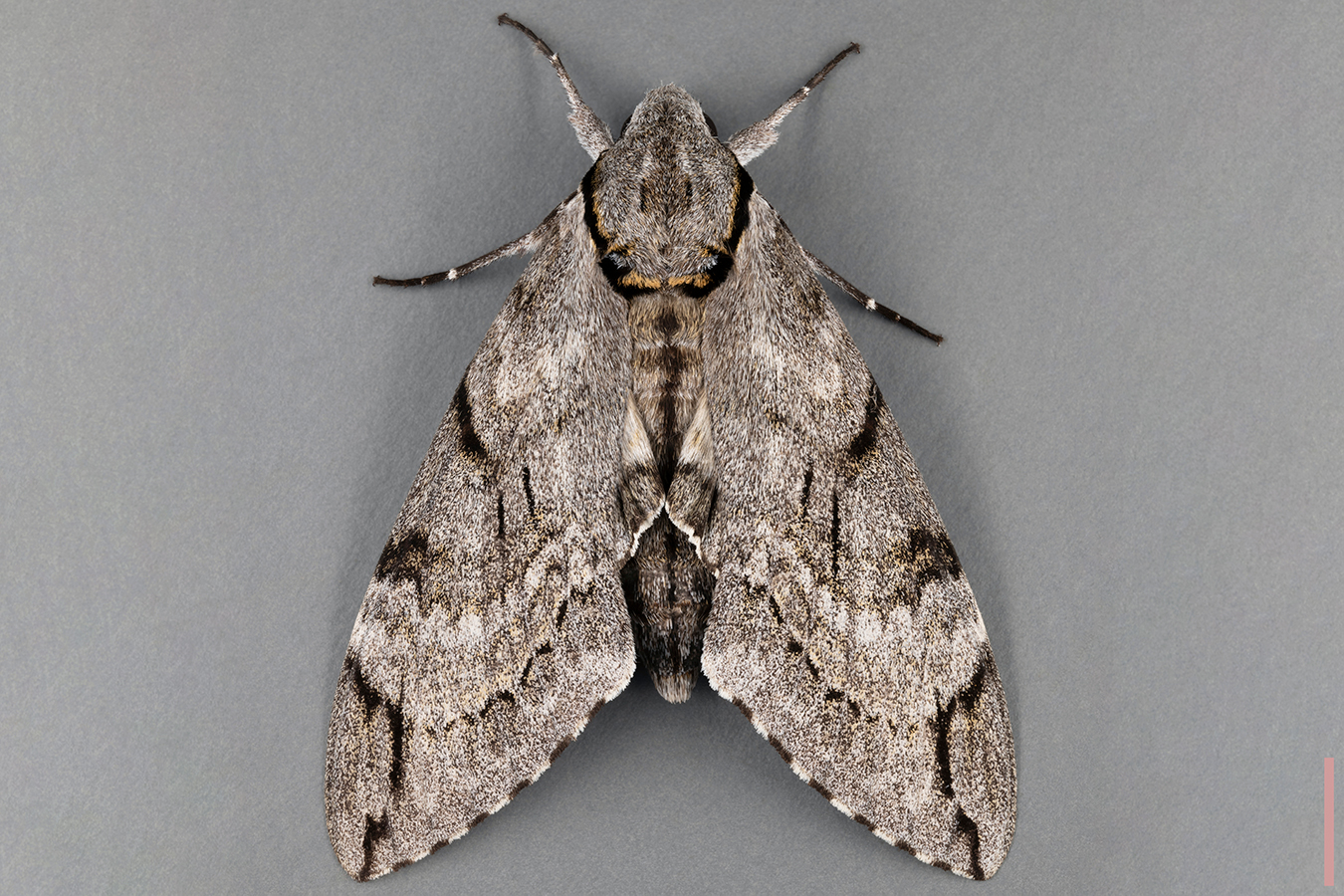 シモフリスズメ♀拡大図