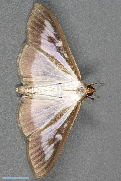 ツゲノメイガ♀