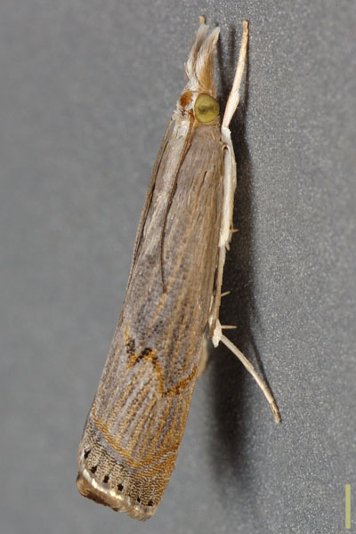 シバツトガ♀