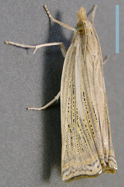 ツトガ♀