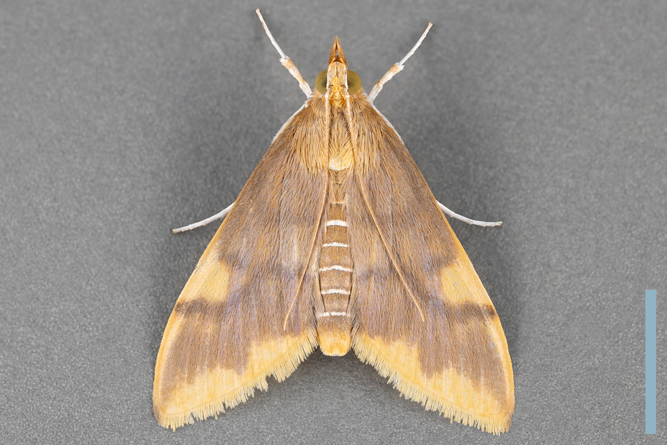 キモンホソバノメイガ♀拡大図