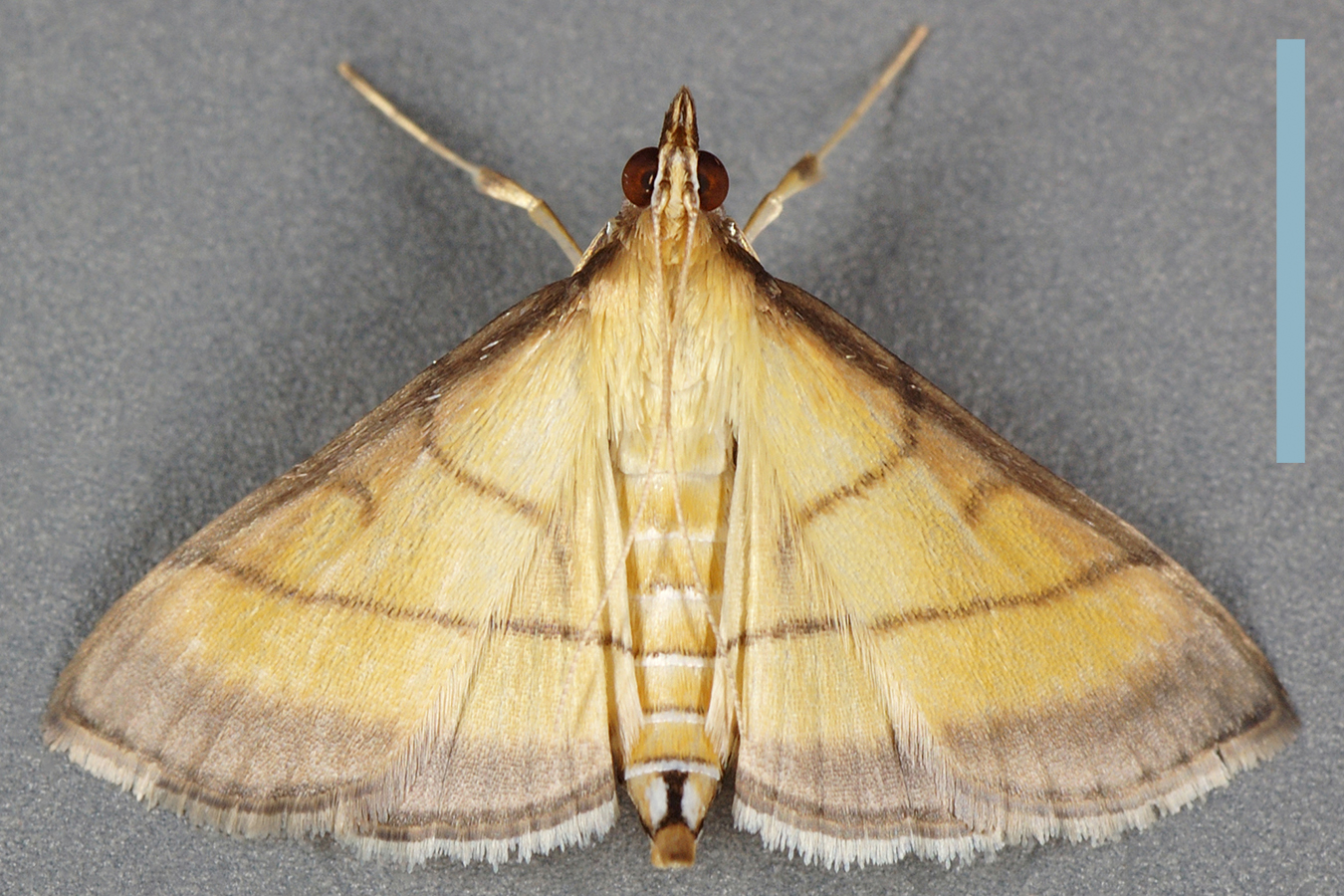 コブノメイガ♀拡大図