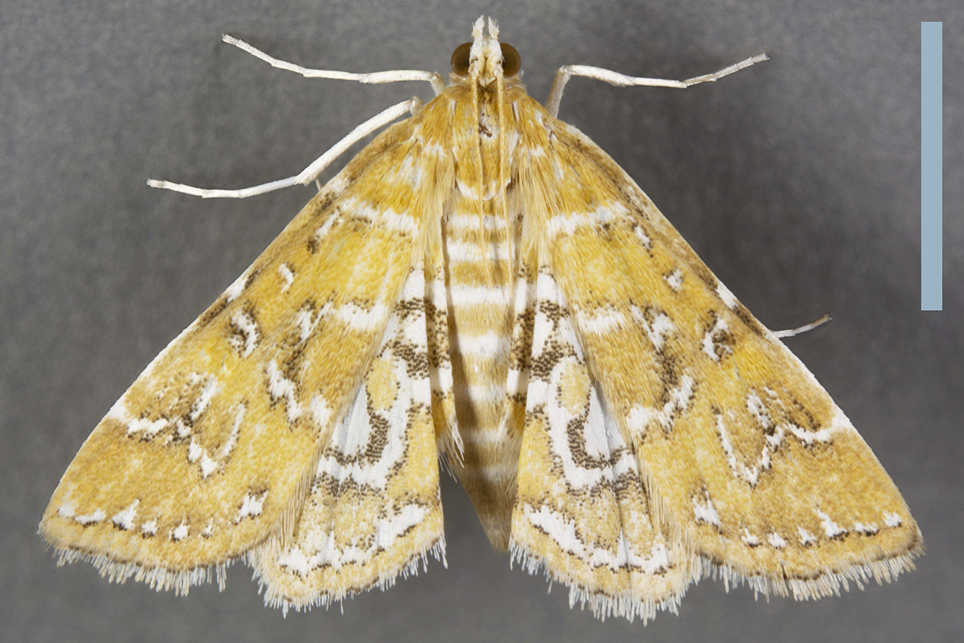 ネジロミズメイガ♀拡大図