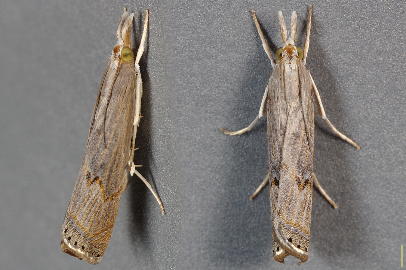 シバツトガ♀拡大図