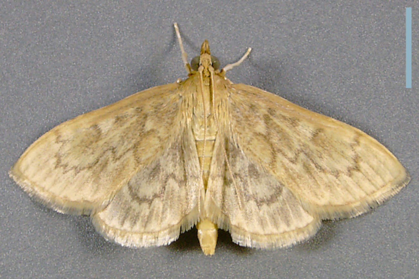 ウドノメイガ♀拡大図