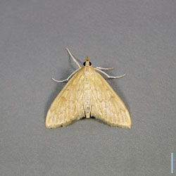 ホシオビホソノメイガ♀