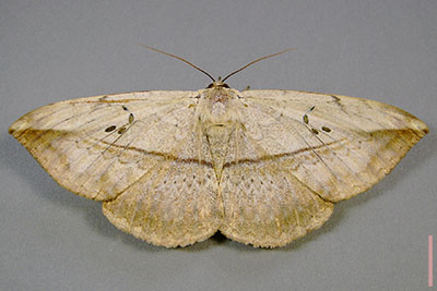 カキバトモエ♀