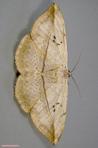 カキバトモエ♀