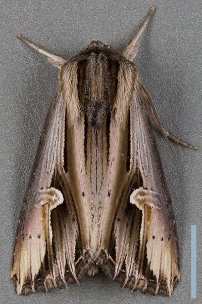 コモクメヨトウ♀